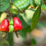 FILIÈRE CAJOU EN AFRIQUE DE L’OUEST : Le Bénin se hisse à la deuxième place du classement en 2025