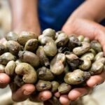 COMMERCIALISATION DES NOIX BRUTES DE CAJOU : L’État précise les modalités de la campagne 2025-2026